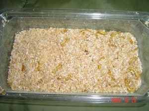 Mealworms in Grain