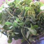 purslane in bowl