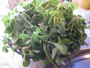 purslane in bowl