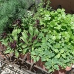 Grow a Kitchen Herb Garden to Save Money