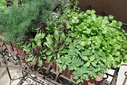 Kitchen Herbs