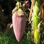 banan flower