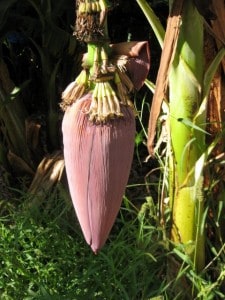 banan flower