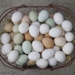 eggs basket
