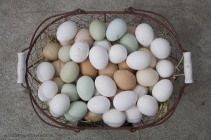 eggs basket