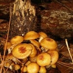 fresh mushrooms for mushroom barley soup