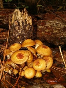 fresh mushrooms for mushroom barley soup