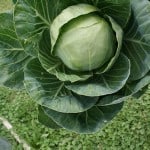 cabbage in garden