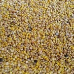 quinoa for tabboule