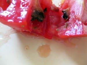 inside of rotten tomato