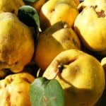 yellow quinces