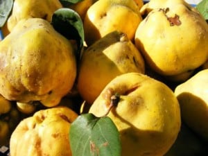 yellow quinces