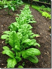 spinach-garden