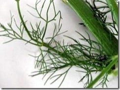 fennel stock with fronds