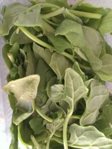 fresh green spinach