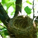 Cooking for an Empty Nest: Downsizing Your Kitchen