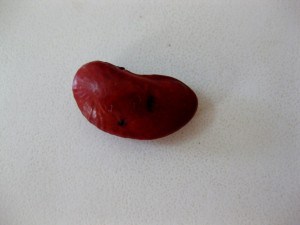 whole soaked bean with insect hole