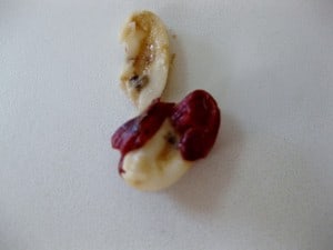 bean with one insect hole