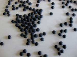 black lentils for chicken and sage recipe, copyright Hannah Katsman