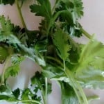 fresh-coriander sprigs