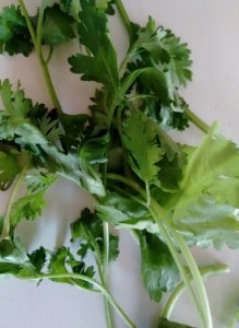 fresh-coriander sprigs